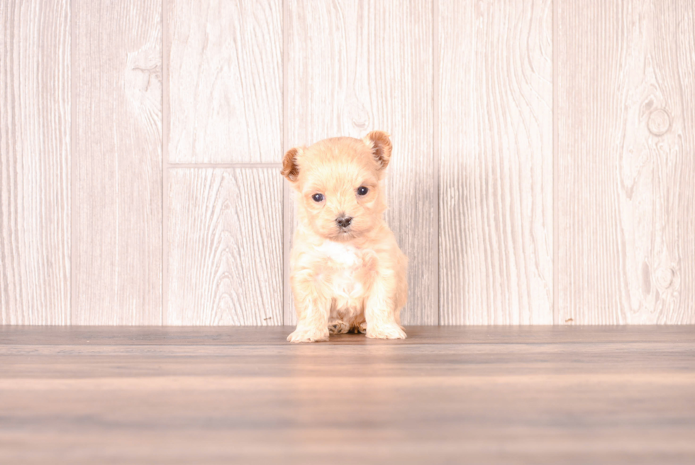 Maltipoo Puppy for Adoption