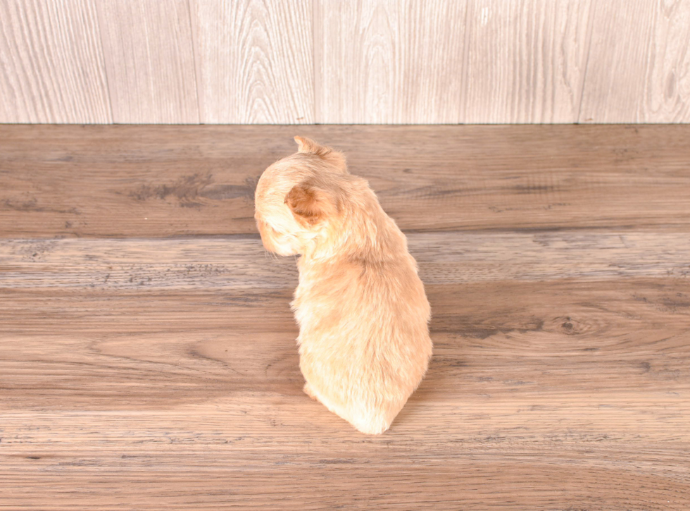 Cute Malt a Poo Poodle Mix Puppy