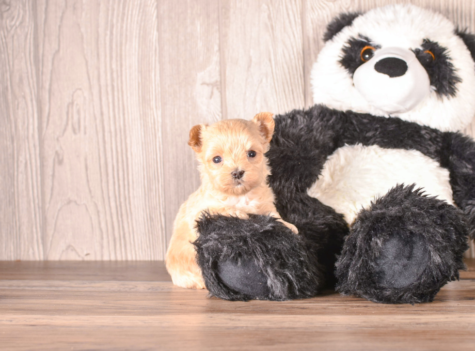 Cute Malt a Poo Poodle Mix Puppy