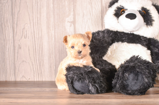 Cute Malt a Poo Poodle Mix Puppy