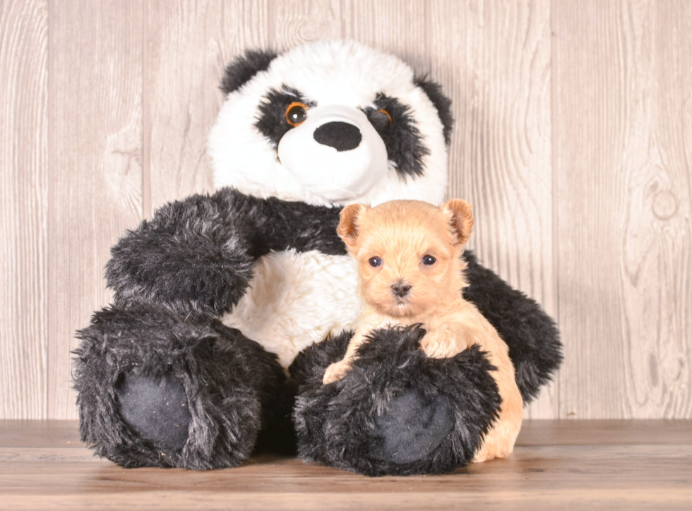 Maltipoo Pup Being Cute
