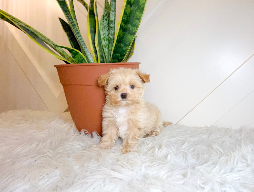 Cute Malt a Poo Poodle Mix Puppy