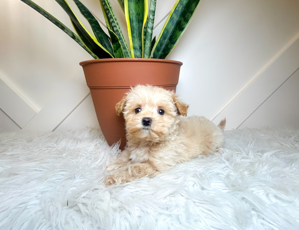Best Maltipoo Baby