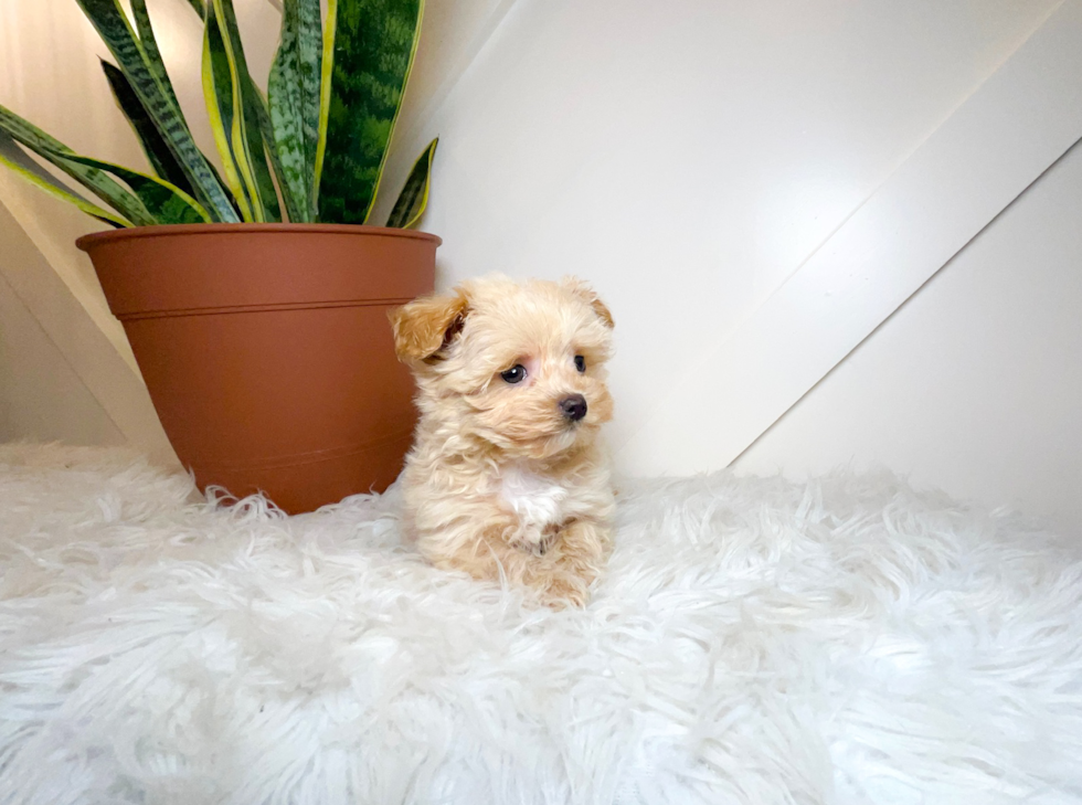 Cute Maltipoo Poodle Mix Pup