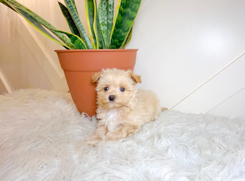 Cute Maltipoo Poodle Mix Pup