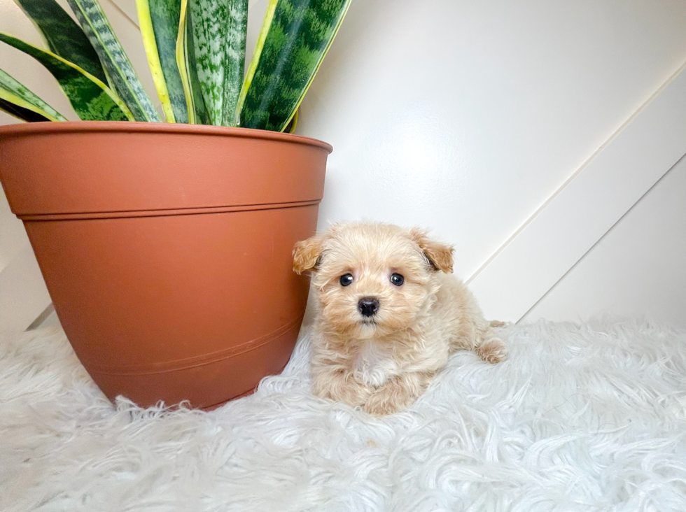 Best Maltipoo Baby
