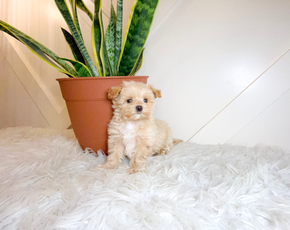 Best Maltipoo Baby
