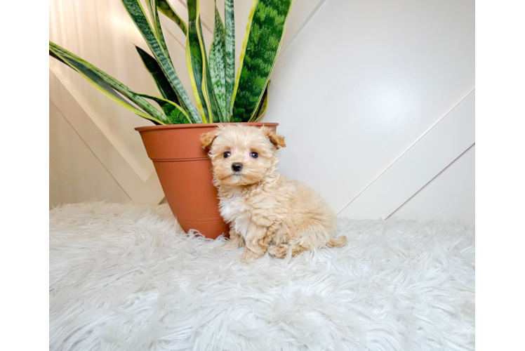 Maltipoo Puppy for Adoption
