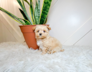 10 week old Maltipoo Puppy For Sale - Simply Southern Pups