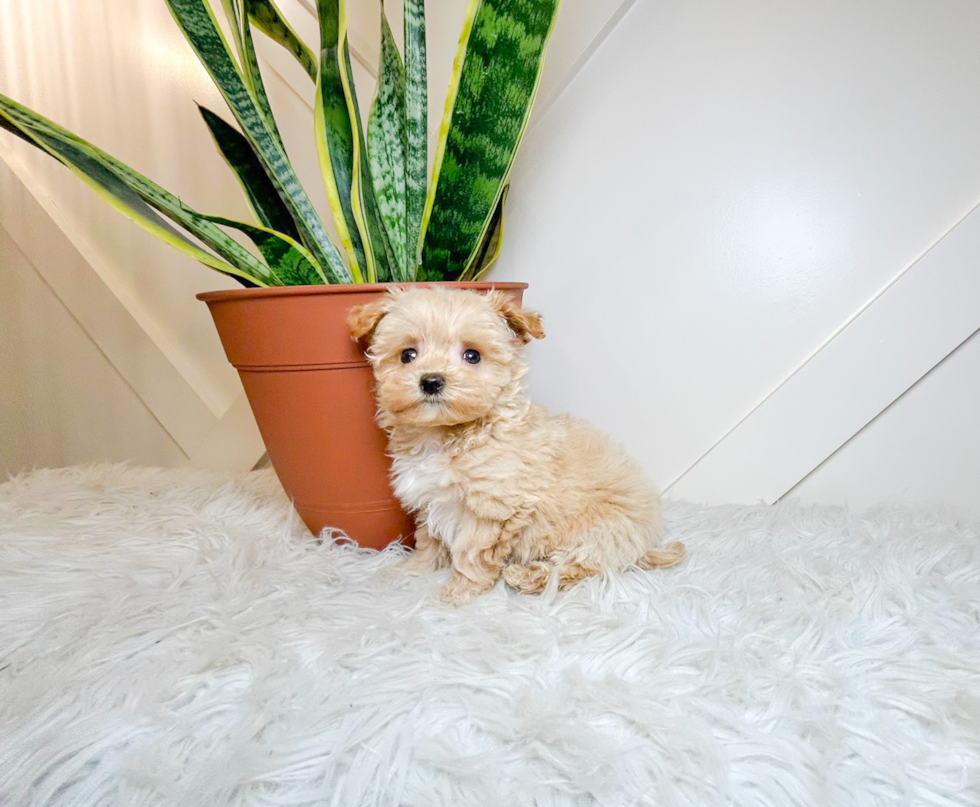 Maltipoo Puppy for Adoption