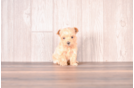 Maltipoo Puppy for Adoption