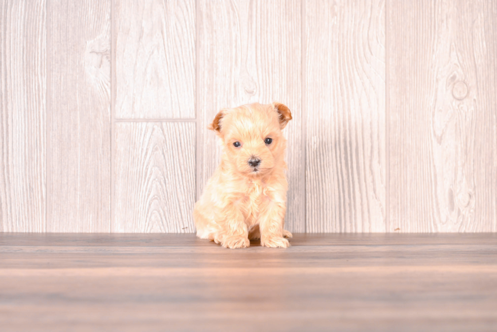 Maltipoo Puppy for Adoption