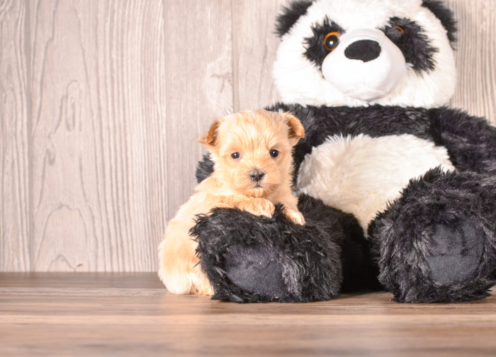 Cute Maltipoo Poodle Mix Pup