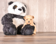 7 week old Maltipoo Puppy For Sale - Simply Southern Pups