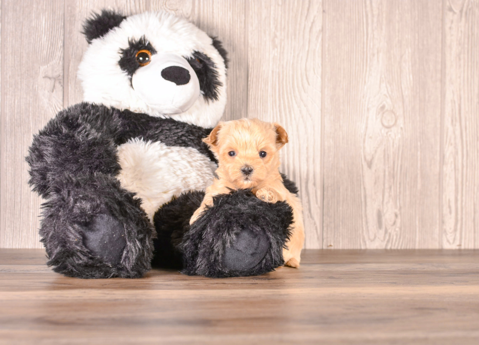 Maltipoo Puppy for Adoption