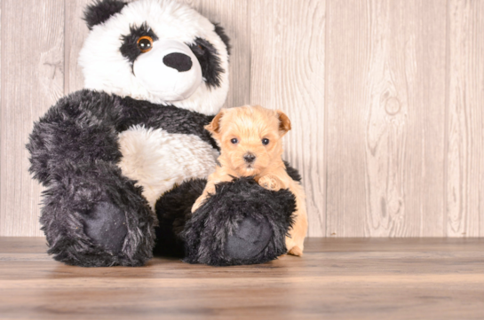 Maltipoo Puppy for Adoption