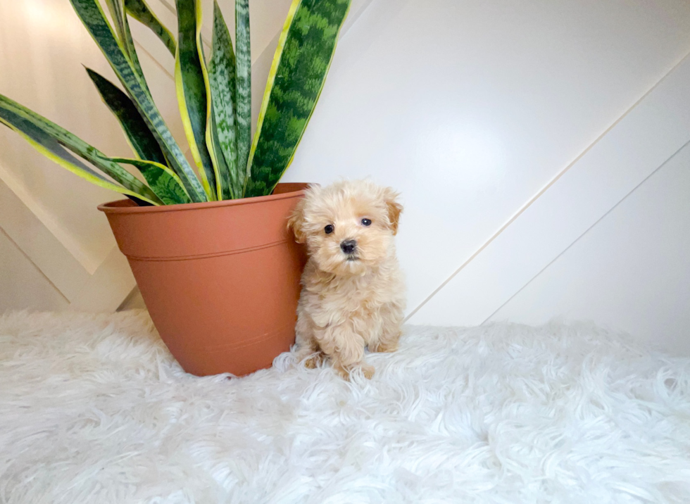 Best Maltipoo Baby