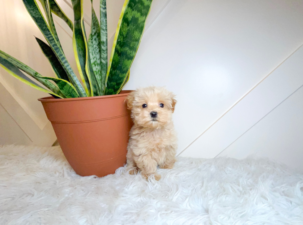 Best Maltipoo Baby