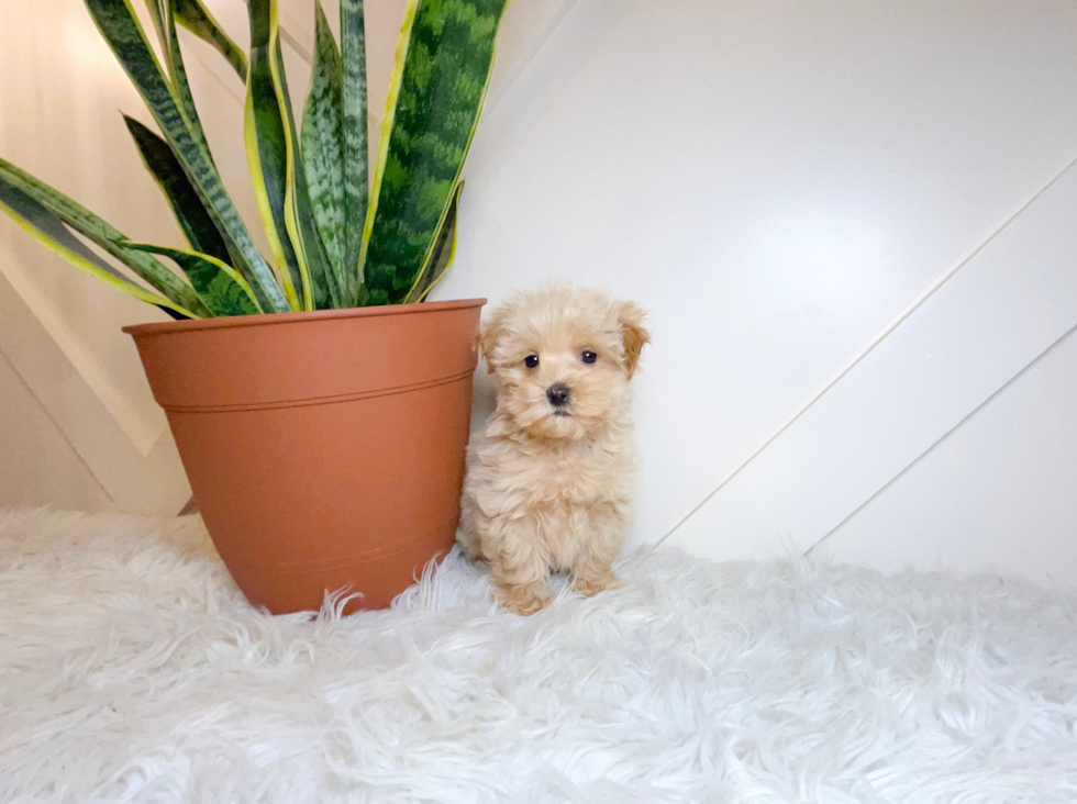 Cute Maltipoo Baby