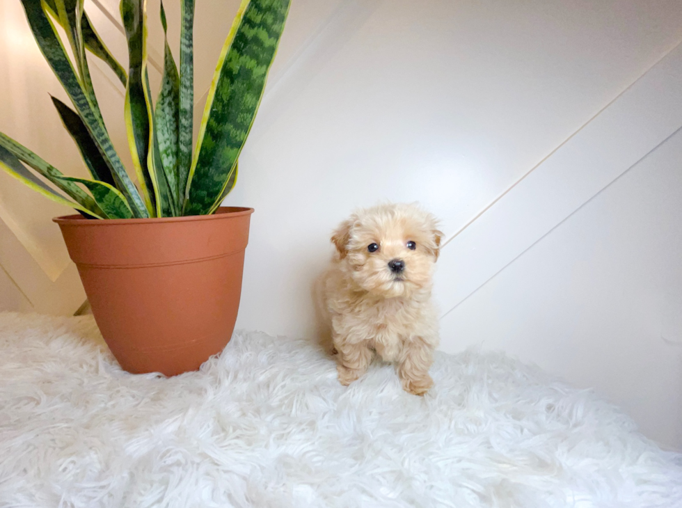 Maltipoo Pup Being Cute