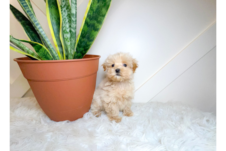 Maltipoo Puppy for Adoption