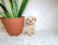 10 week old Maltipoo Puppy For Sale - Simply Southern Pups