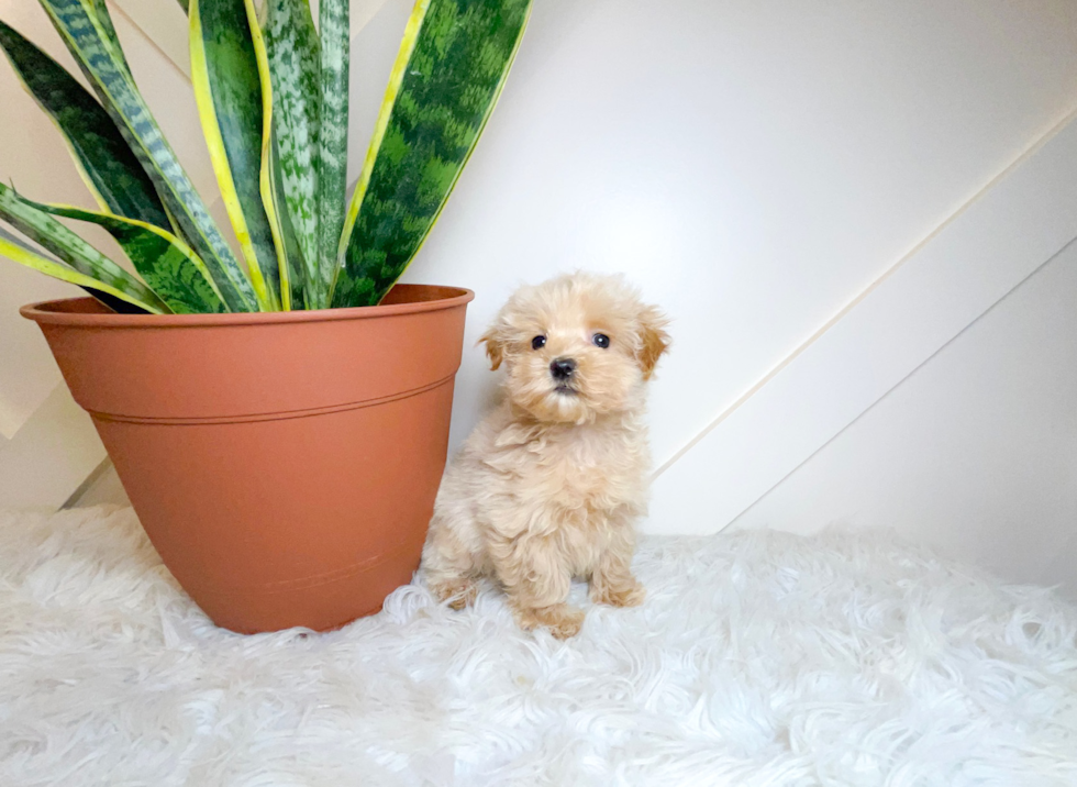 Maltipoo Puppy for Adoption