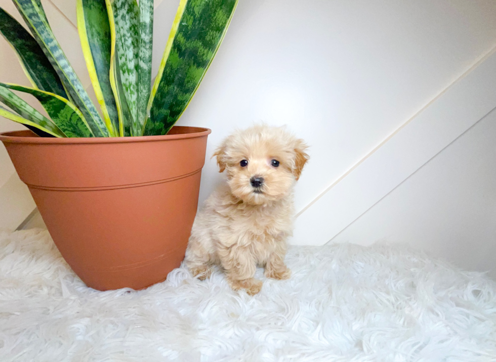 Cute Maltipoo Poodle Mix Pup
