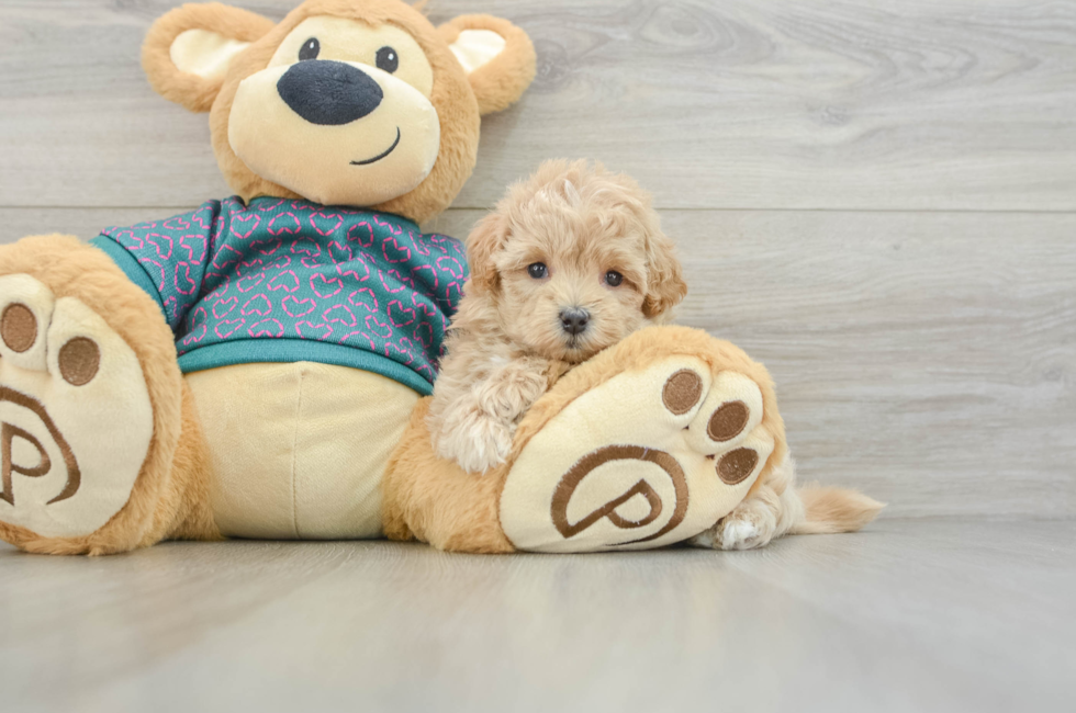 6 week old Maltipoo Puppy For Sale - Simply Southern Pups