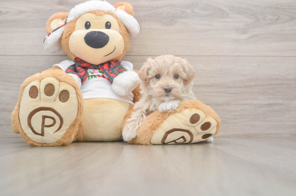 5 week old Maltipoo Puppy For Sale - Simply Southern Pups