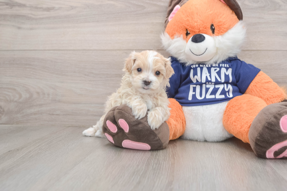 Friendly Maltipoo Baby