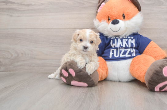 Friendly Maltipoo Baby