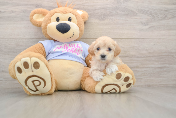 Maltipoo Pup Being Cute
