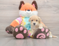 9 week old Maltipoo Puppy For Sale - Simply Southern Pups