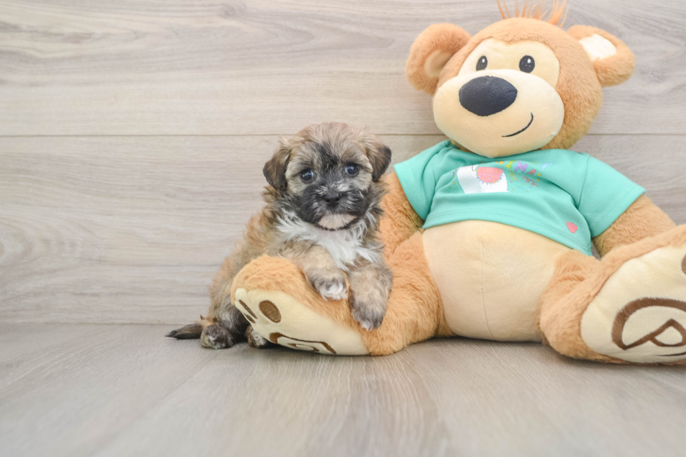 Maltipoo Puppy for Adoption