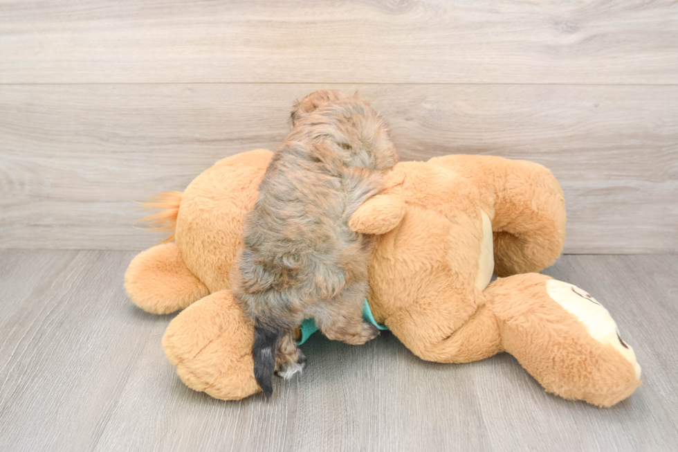Playful Maltidoodle Poodle Mix Puppy