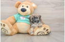 Maltipoo Puppy for Adoption