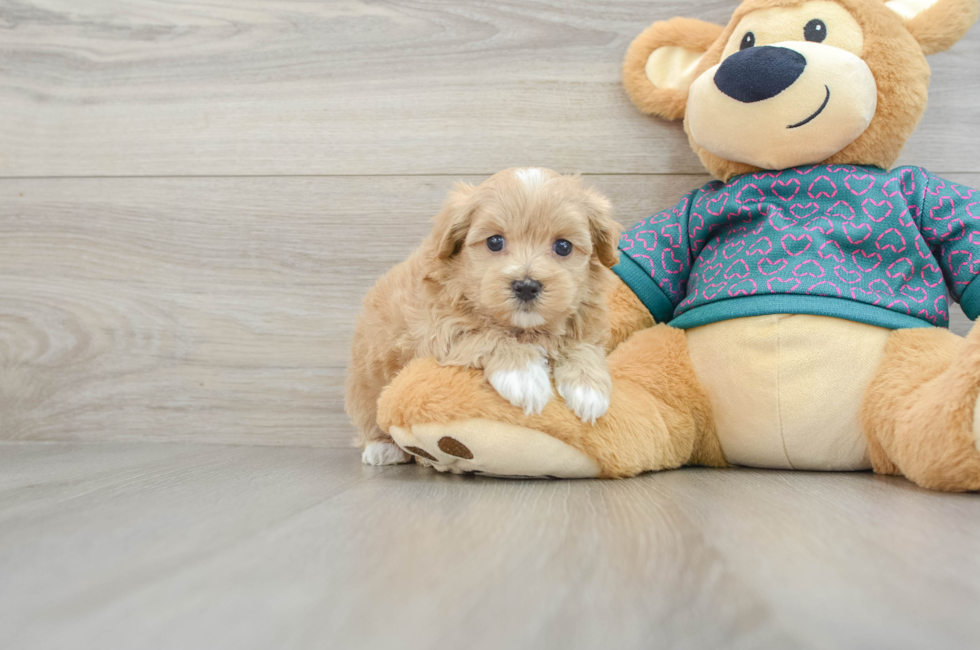 6 week old Maltipoo Puppy For Sale - Simply Southern Pups