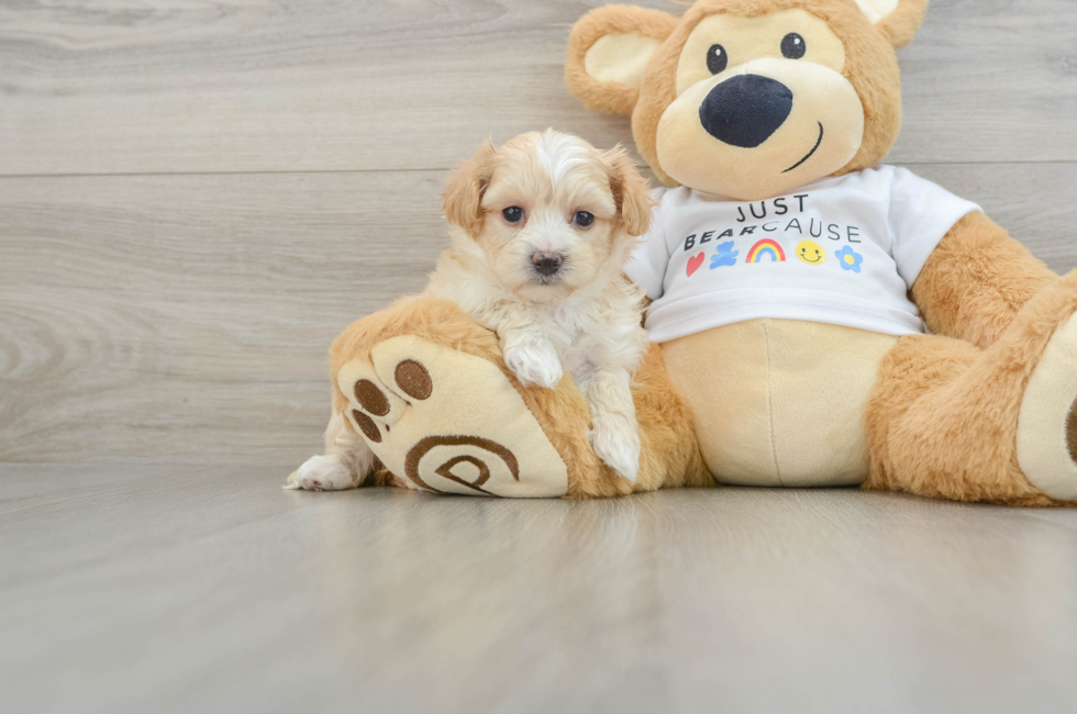 5 week old Maltipoo Puppy For Sale - Simply Southern Pups