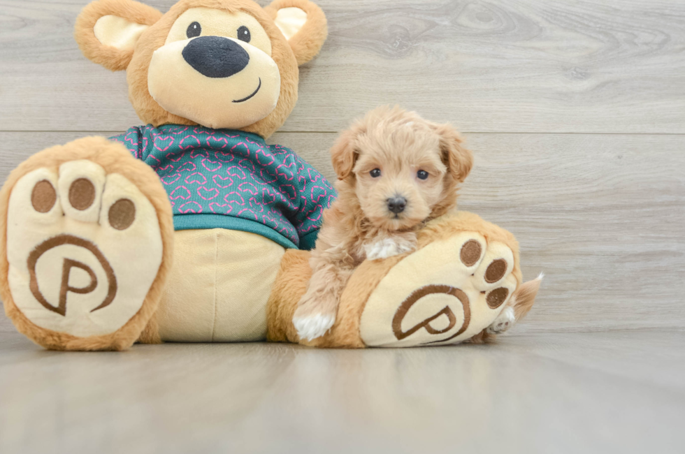 6 week old Maltipoo Puppy For Sale - Simply Southern Pups