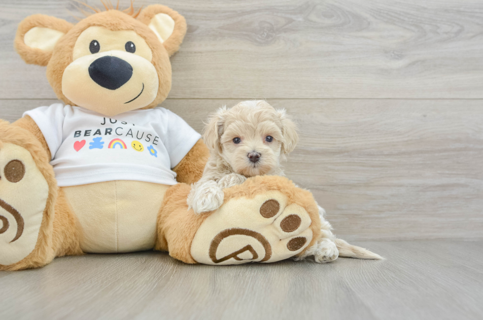 6 week old Maltipoo Puppy For Sale - Simply Southern Pups