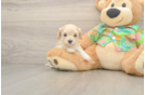 Maltipoo Puppy for Adoption