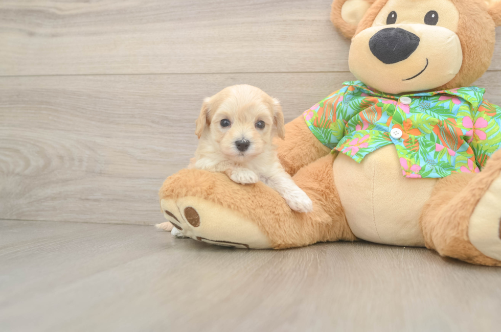 5 week old Maltipoo Puppy For Sale - Simply Southern Pups