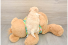 Best Maltipoo Baby