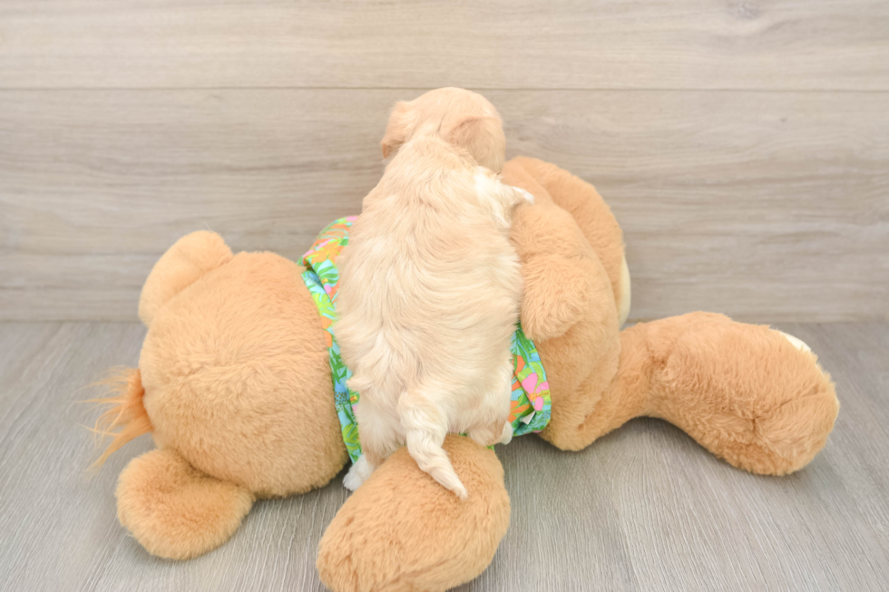 Best Maltipoo Baby