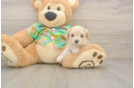 Cute Maltipoo Baby