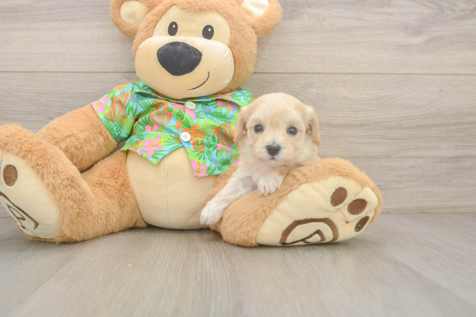 Cute Maltipoo Baby