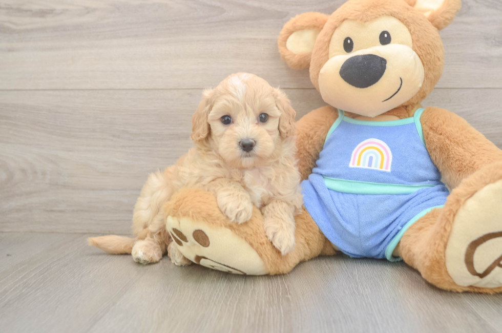 6 week old Maltipoo Puppy For Sale - Simply Southern Pups