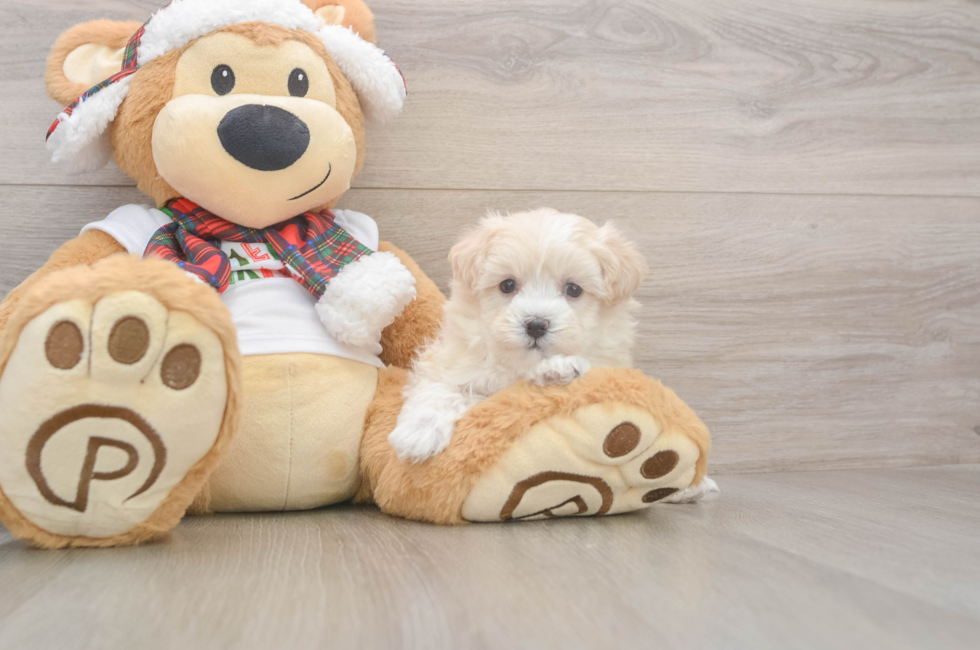 5 week old Maltipoo Puppy For Sale - Simply Southern Pups