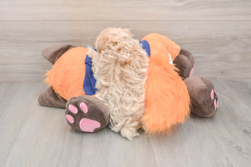 Popular Maltipoo Poodle Mix Pup